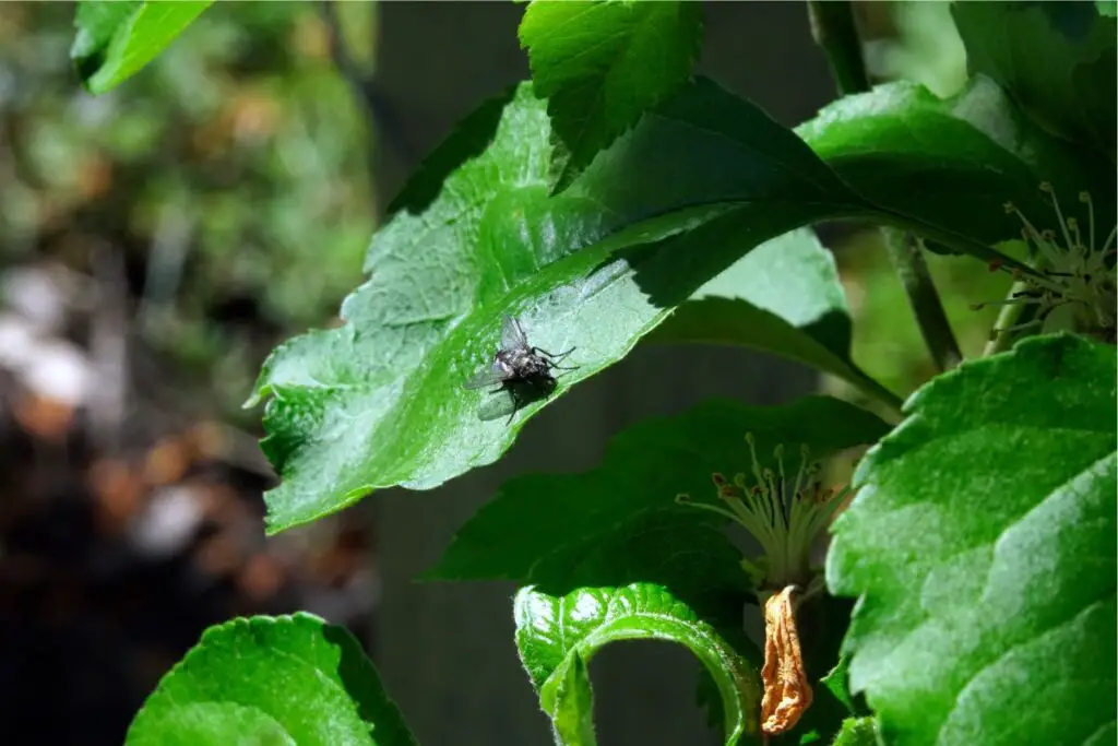 tomato plant leaves curling