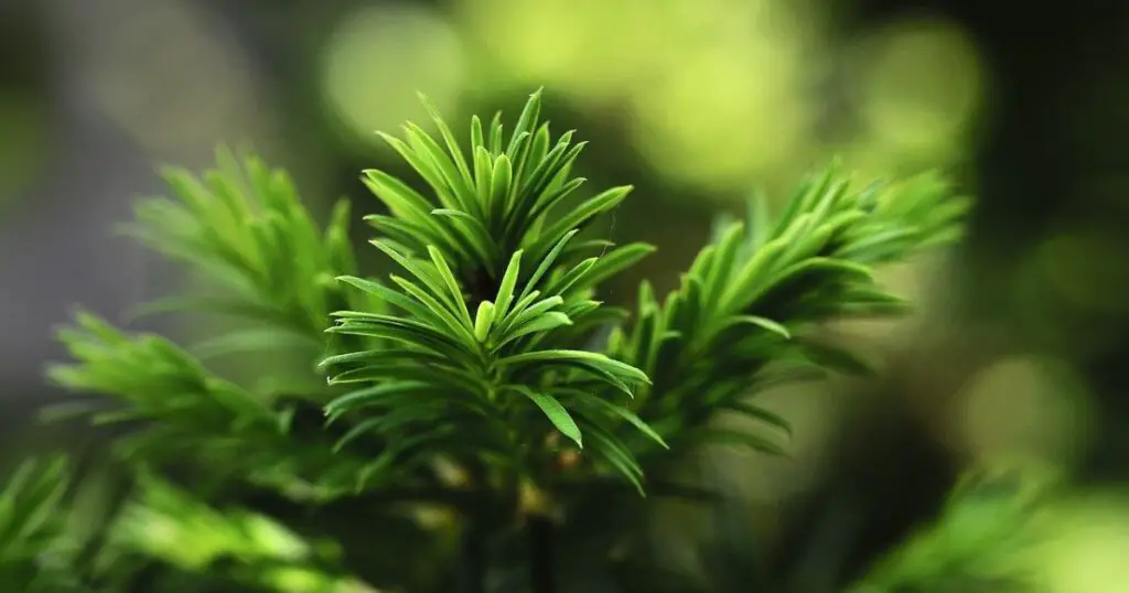 evergreen herbs