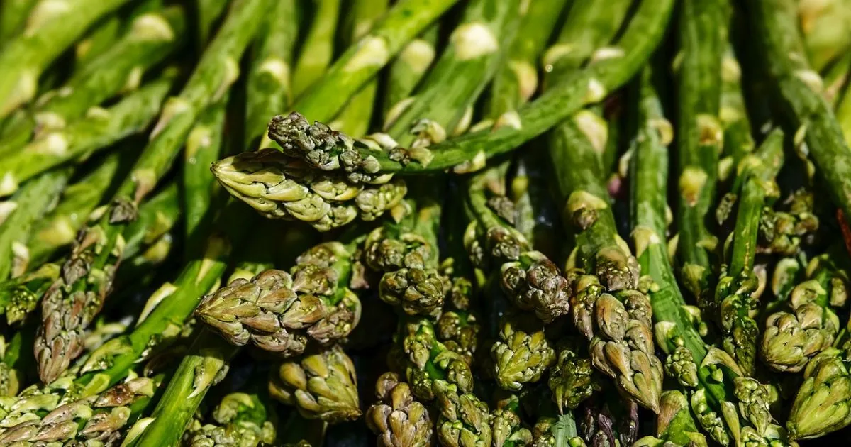 asparagus companion plants