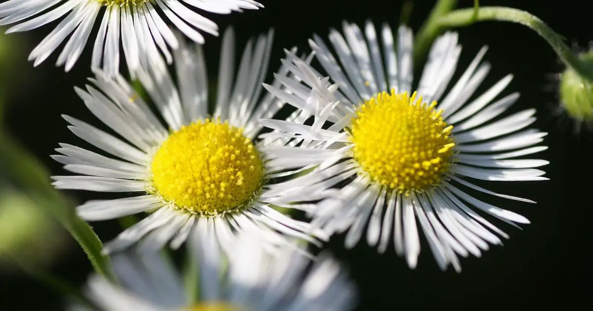 white weed