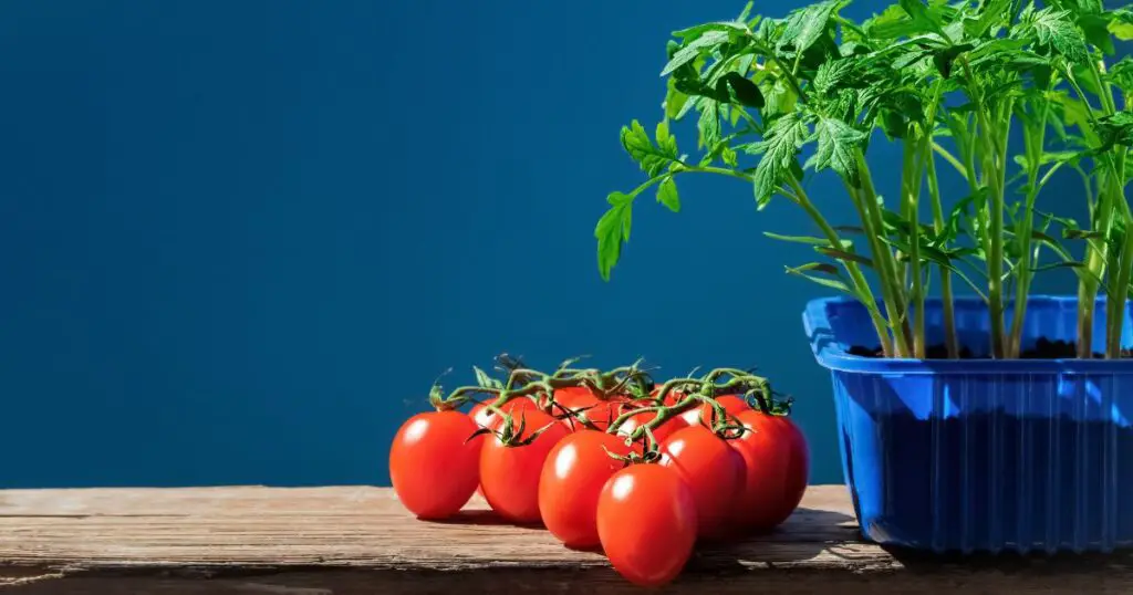 tomato plant leaves curling