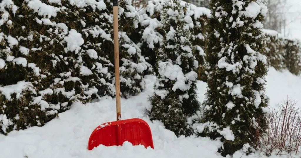 winter gardening