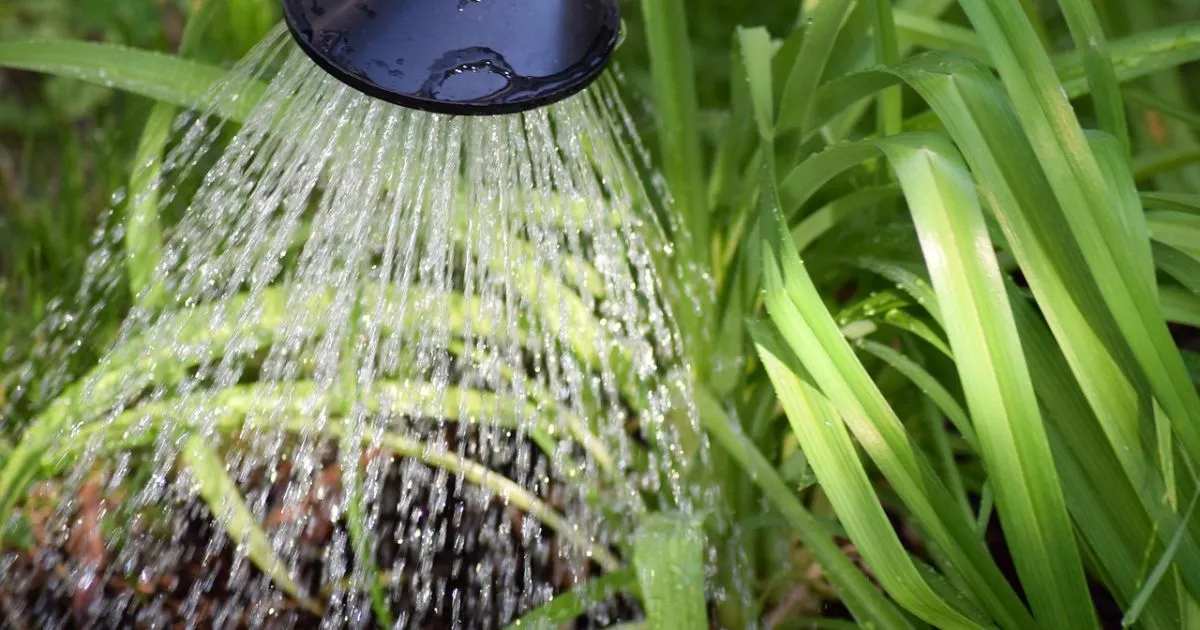 why is thorough watering plants good