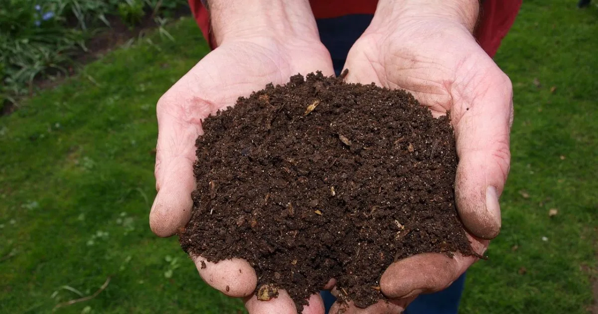 bedding compost to a garden cause bugs