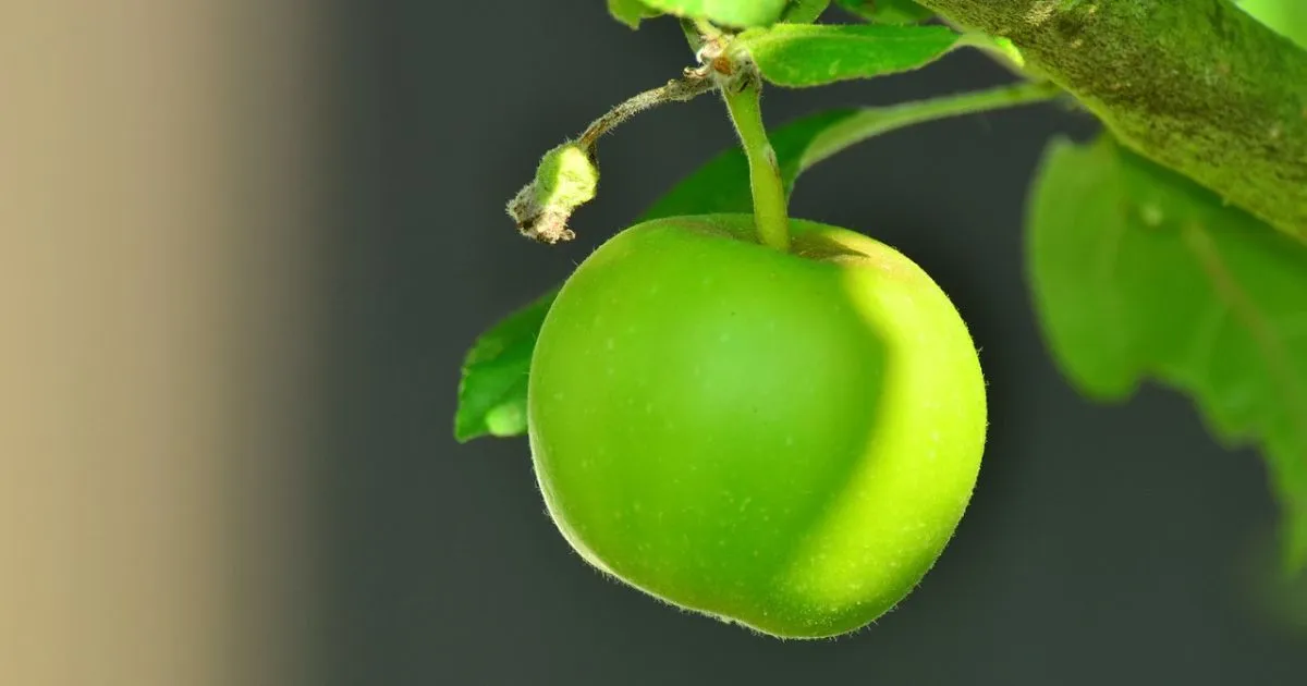 apple tree pruning