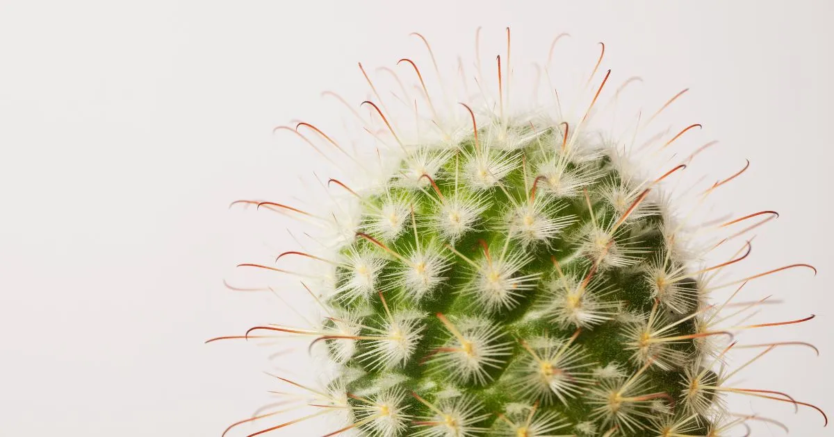 cactus plant diseases