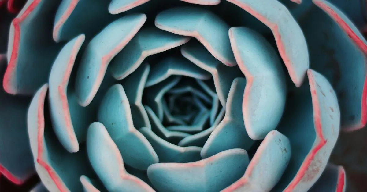 how to fix sunburned succulents with white spots