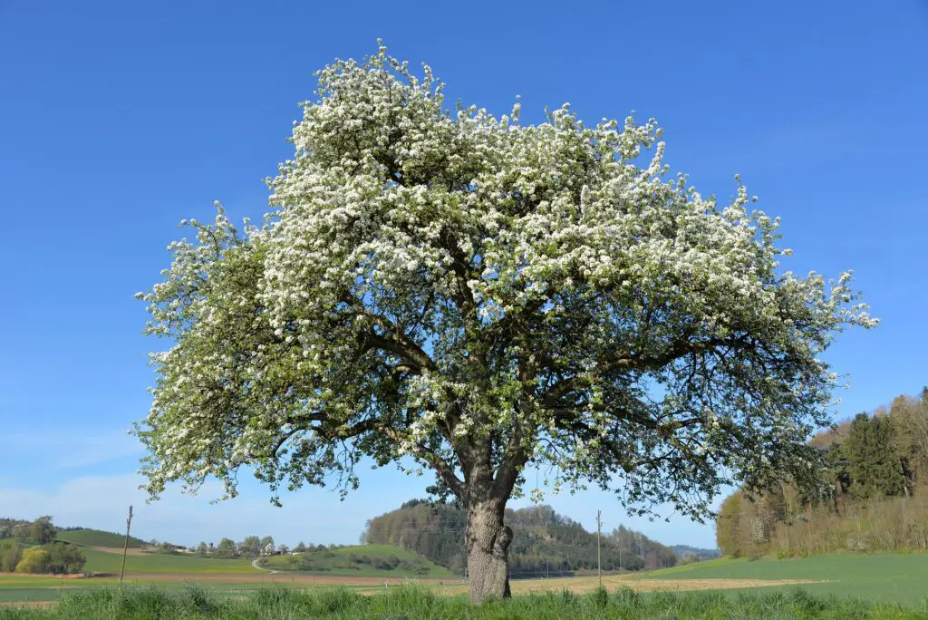 apple tree pruning 